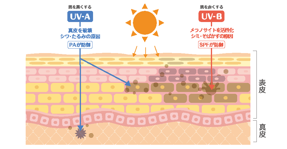 紫外線影響
