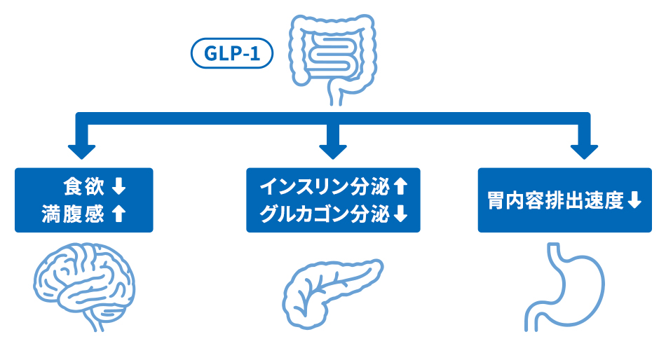 GLP-1の作用